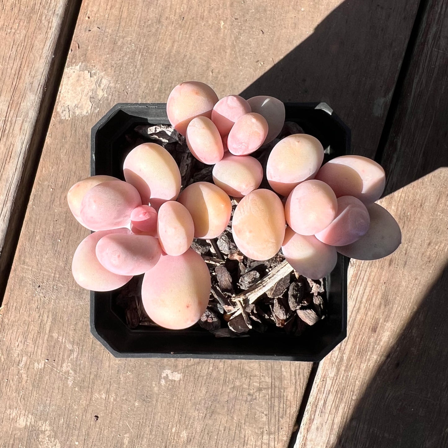 1510 Pachyphytum Orange Snowball