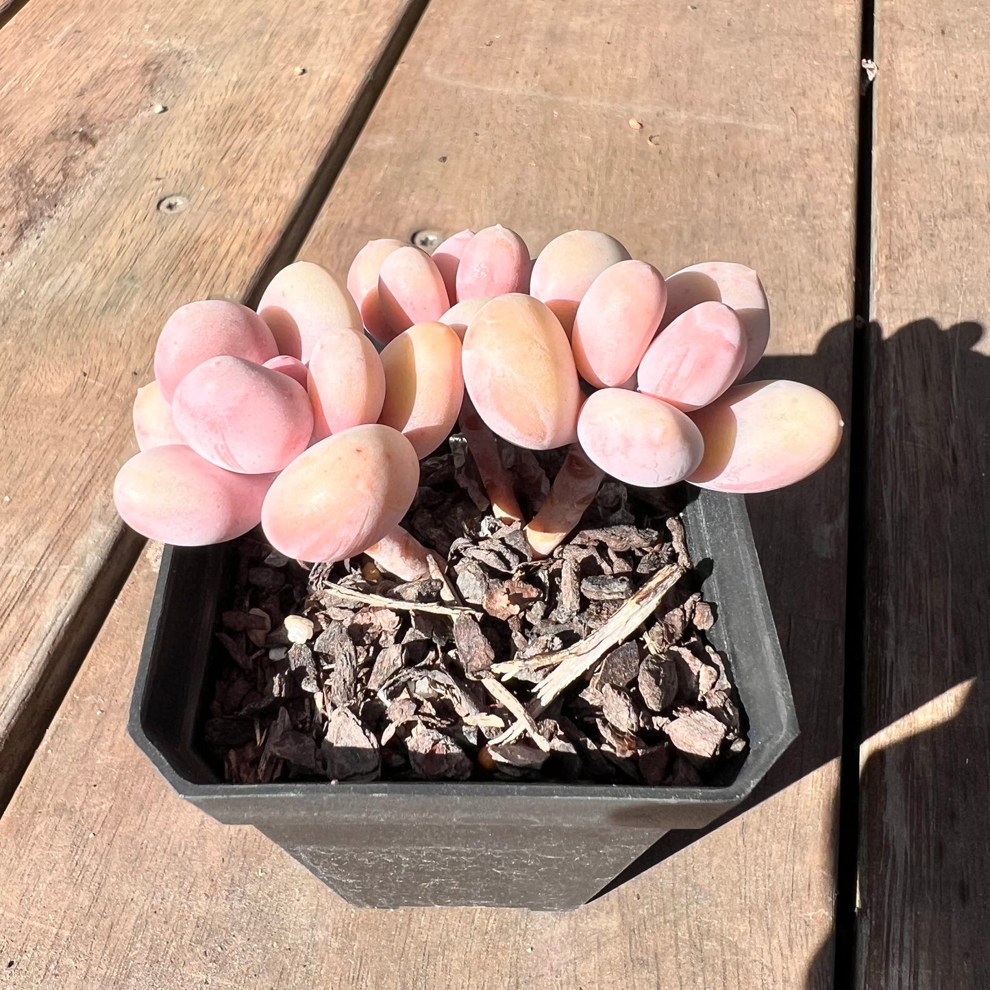1510 Pachyphytum Orange Snowball