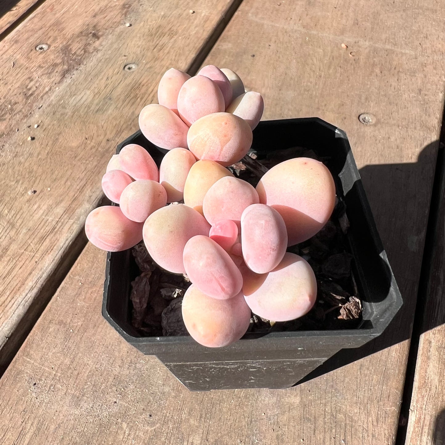 1510 Pachyphytum Orange Snowball