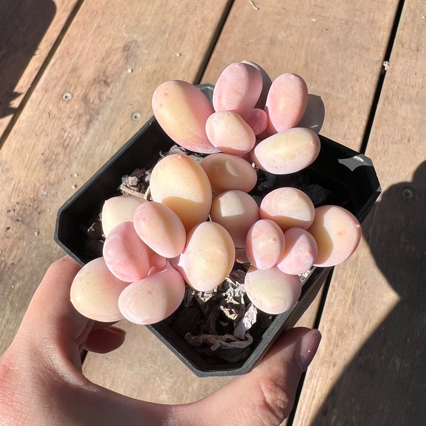 1510 Pachyphytum Orange Snowball