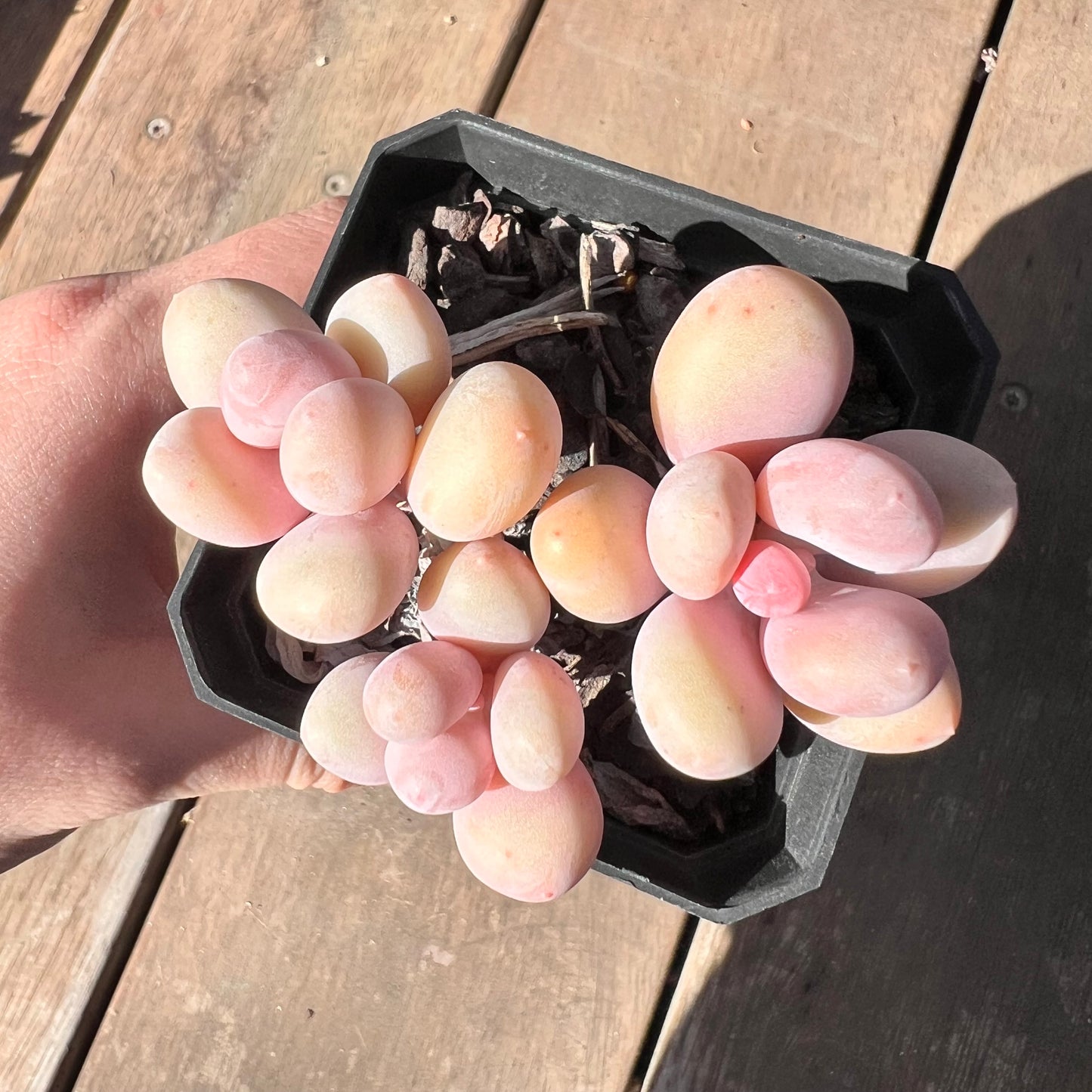 1510 Pachyphytum Orange Snowball