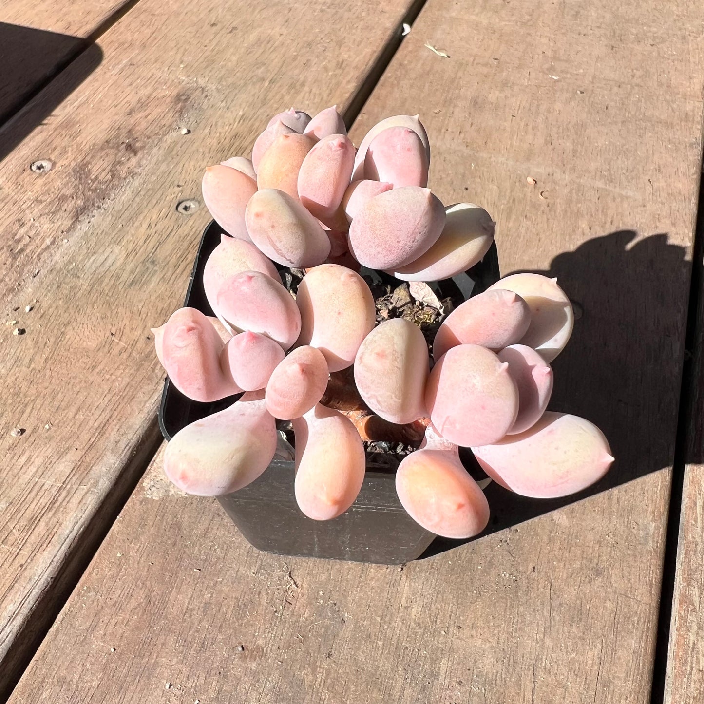1510 Pachyphytum Apple / Pink Tips (Multi)