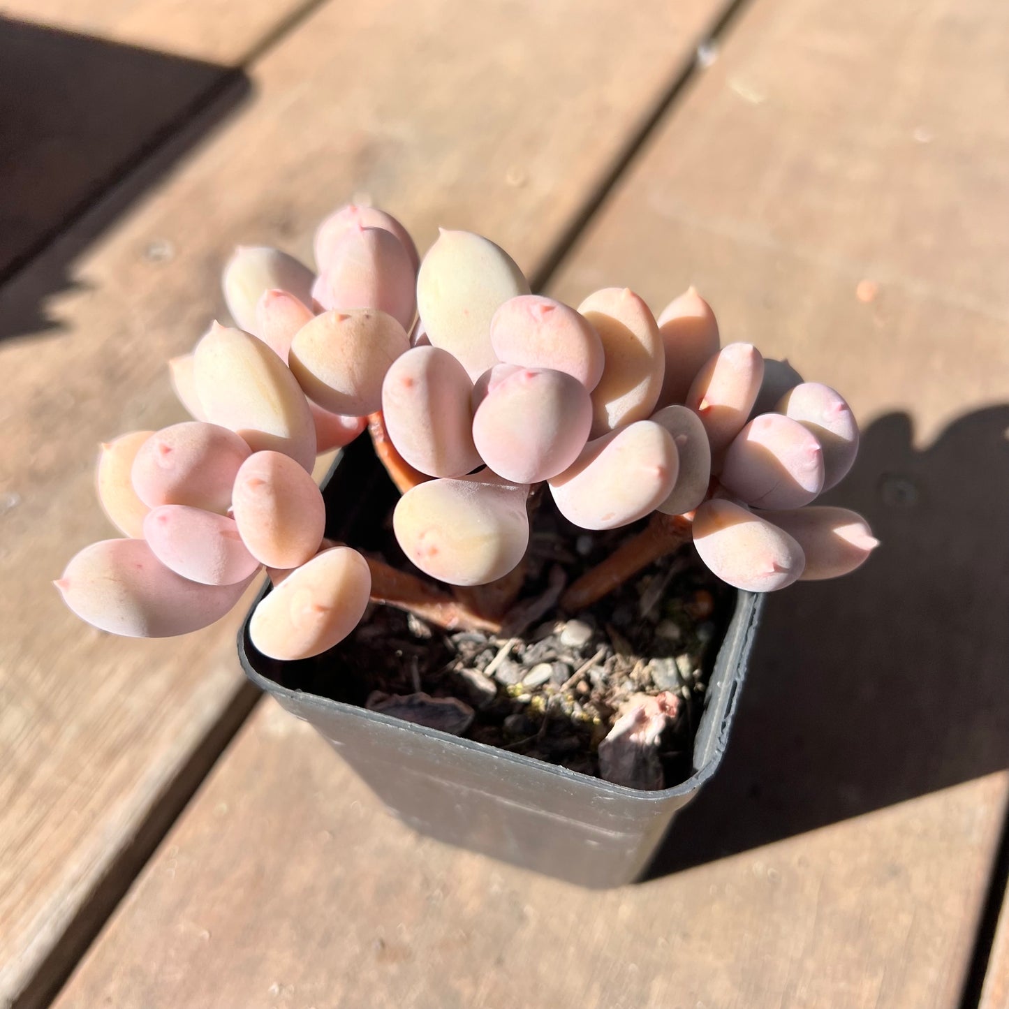 1510 Pachyphytum Apple / Pink Tips (Multi)