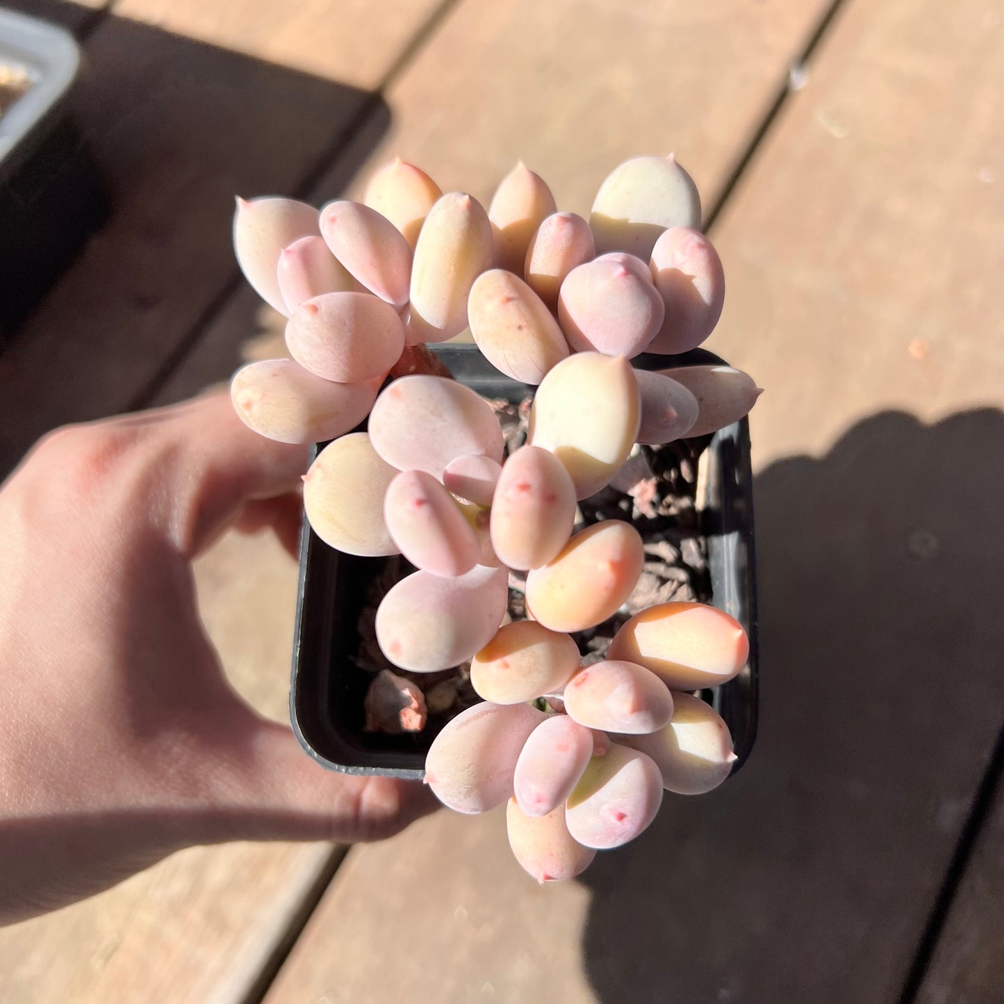 1510 Pachyphytum Apple / Pink Tips (Multi)