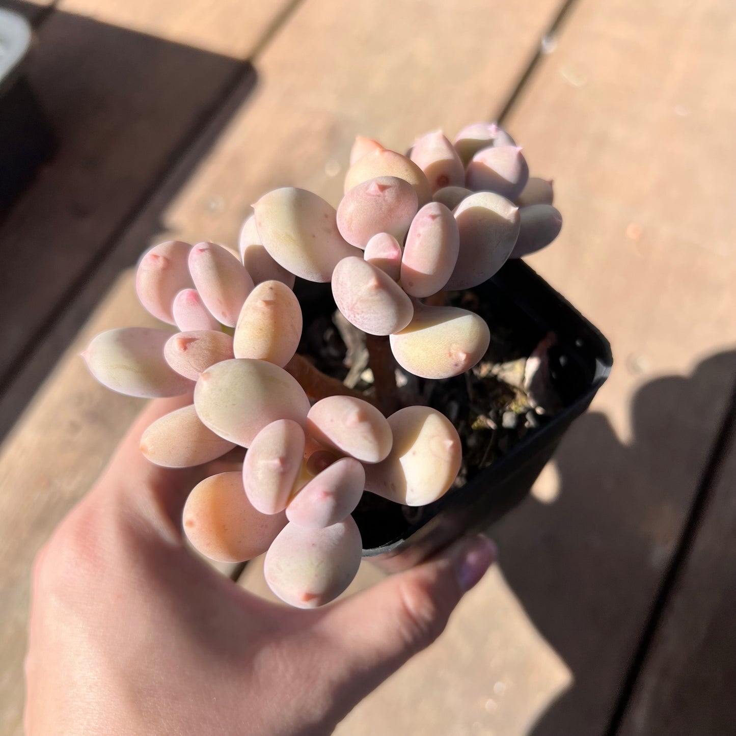 1510 Pachyphytum Apple / Pink Tips (Multi)