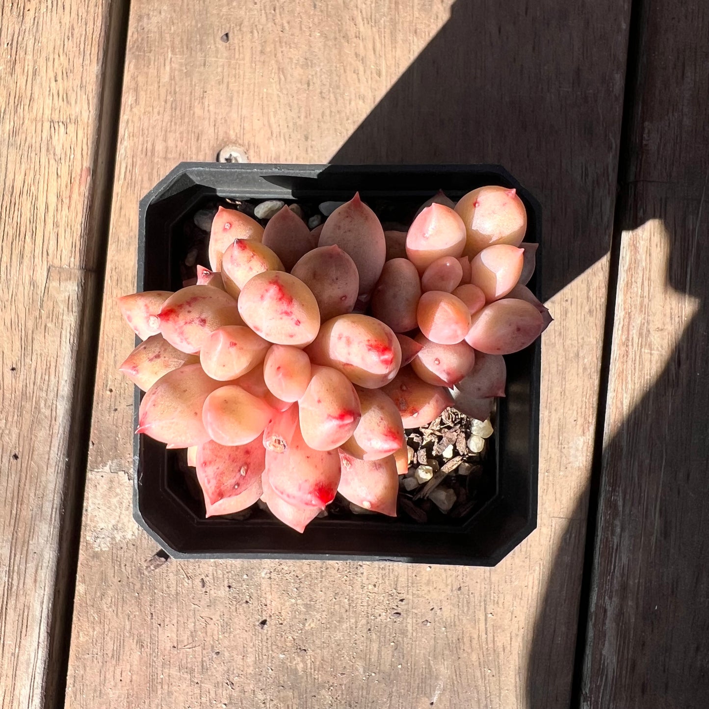 1510 Pachyveria Red Angel's Finger / 'Red Dragonfly'