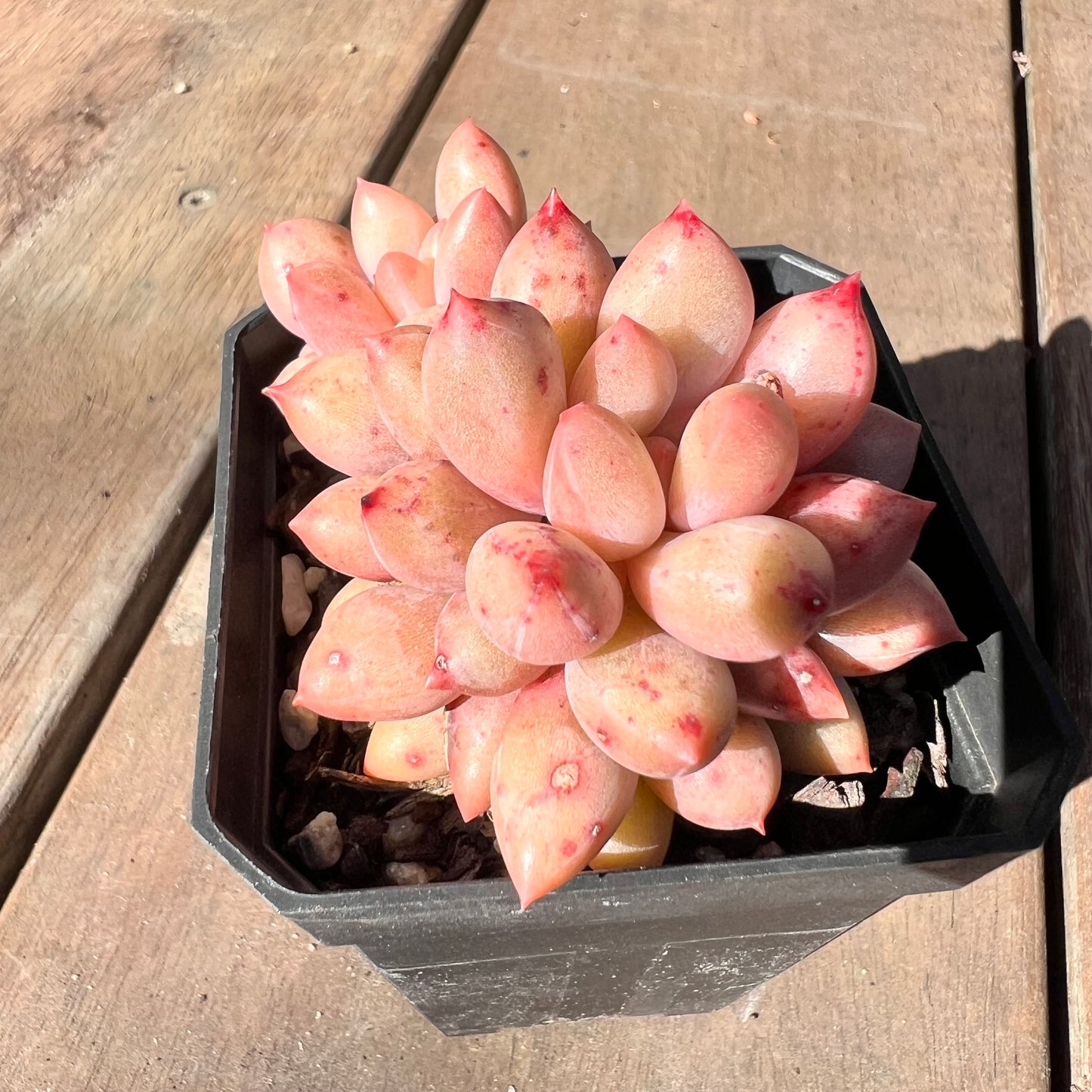 1510 Pachyveria Red Angel's Finger / 'Red Dragonfly'