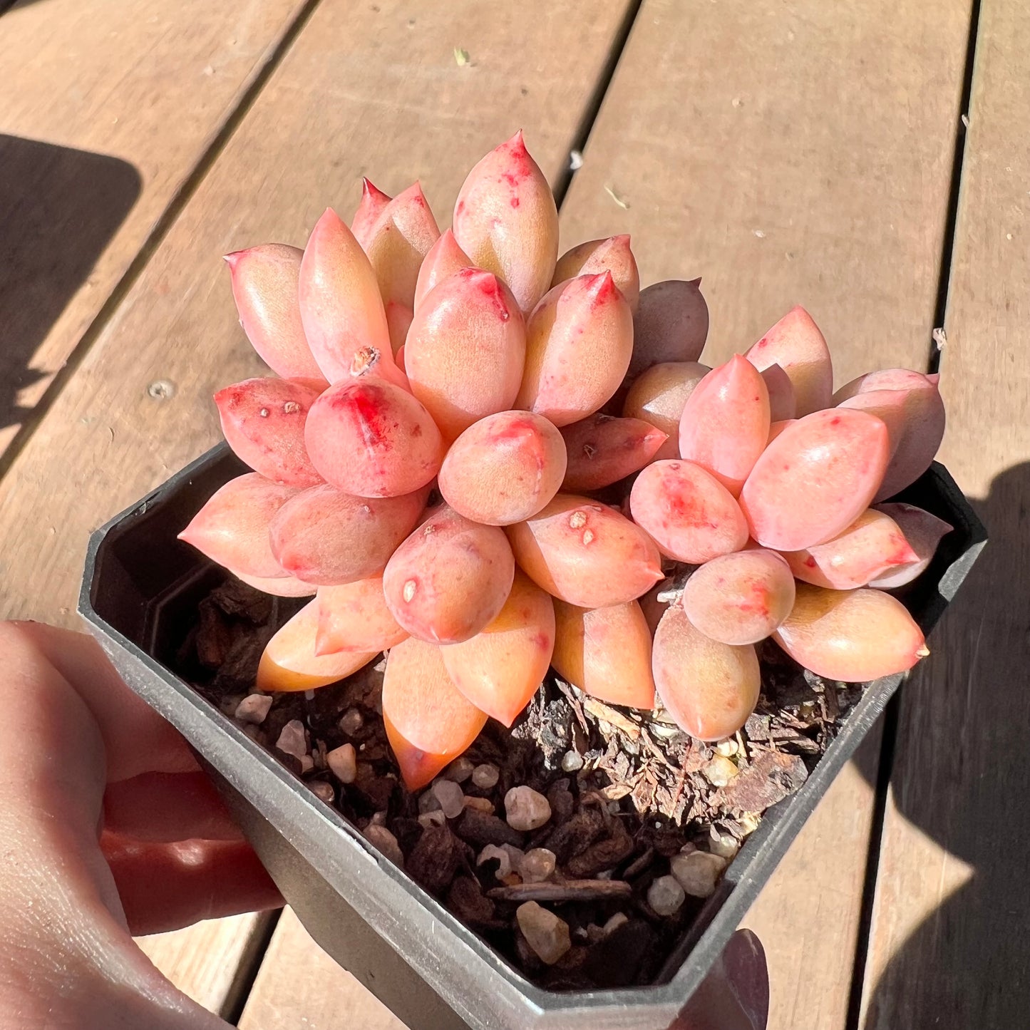 1510 Pachyveria Red Angel's Finger / 'Red Dragonfly'