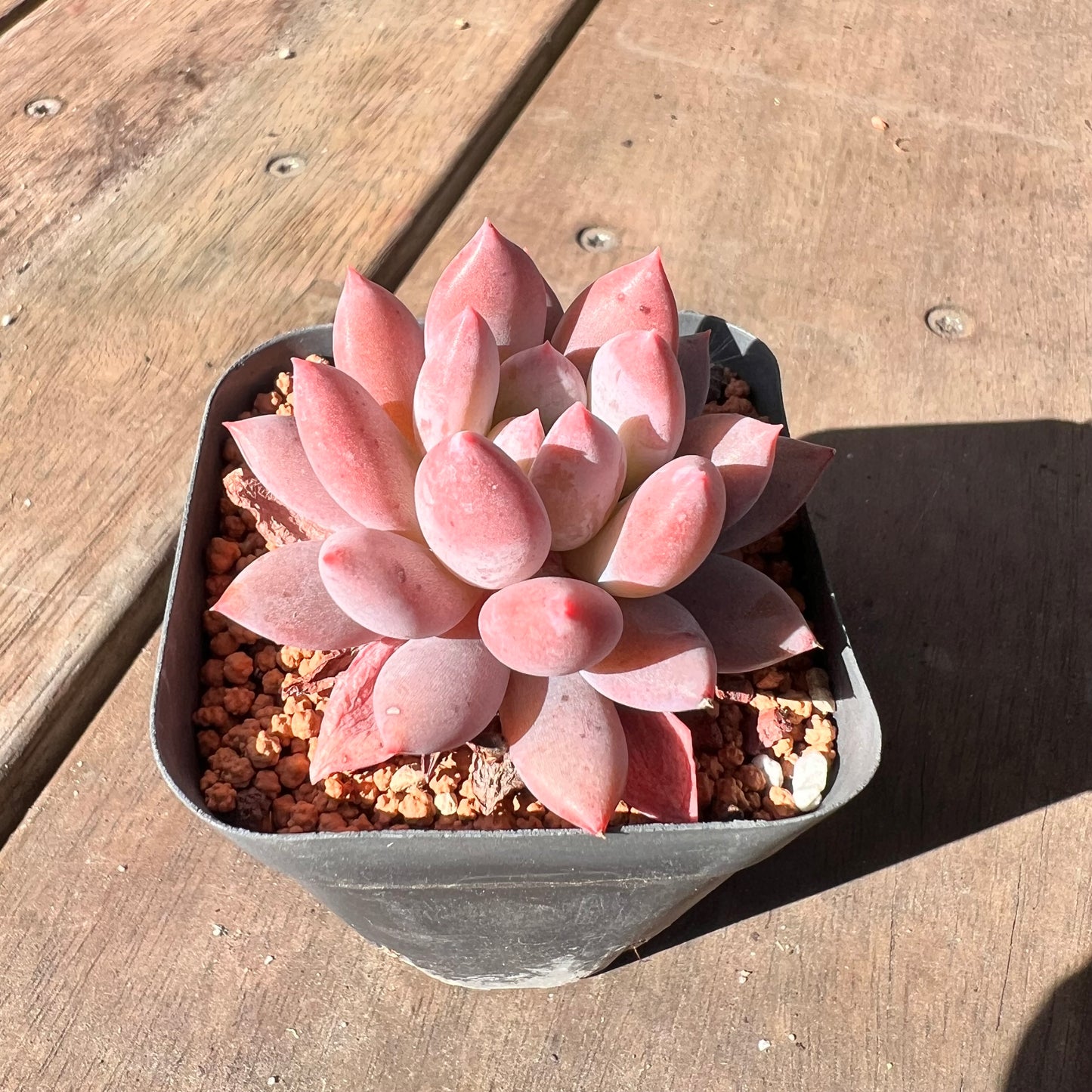 1510 Pachyveria 'Red Tassel'