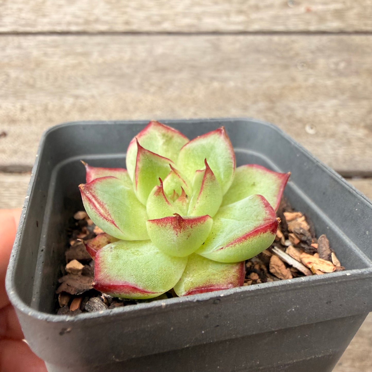 1603 Echeveria Dream Queen
