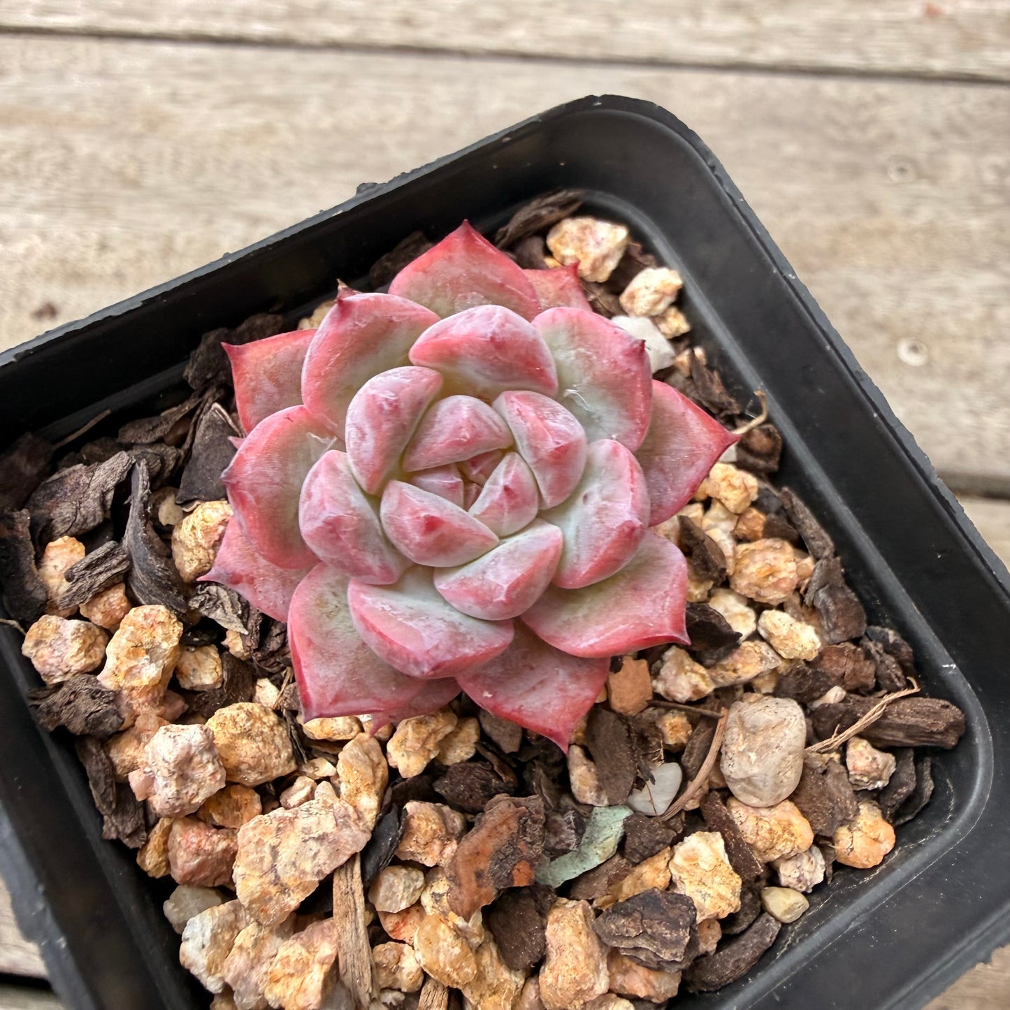 1603 Echeveria Frosty Bloom