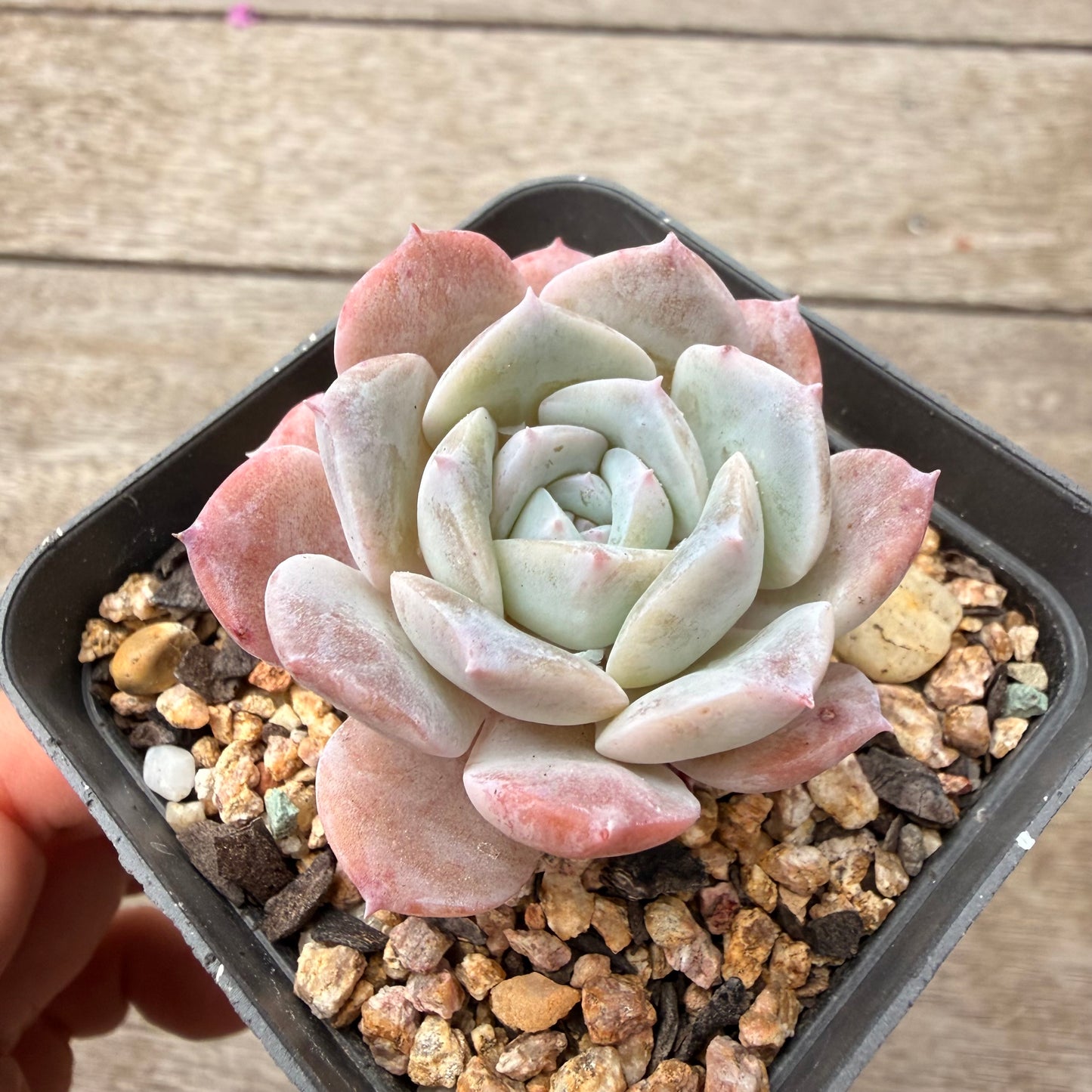 1603 Echeveria Pure Love