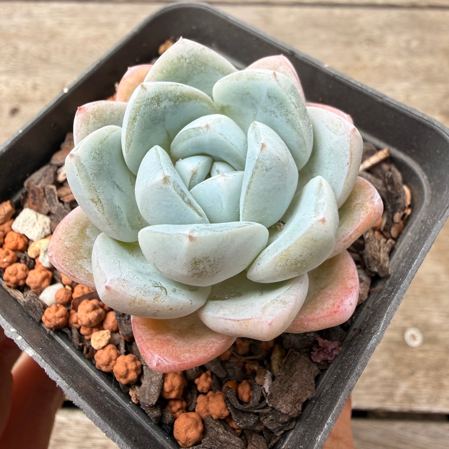 1603 Echeveria 'White Shell'