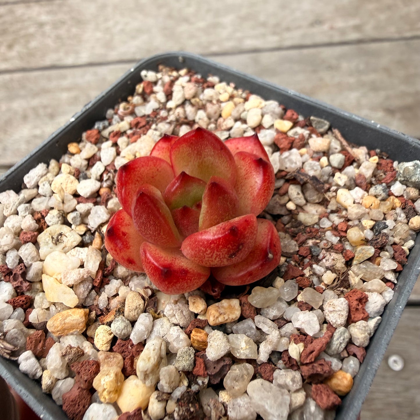 1603 Echeveria 'Aden' (small)