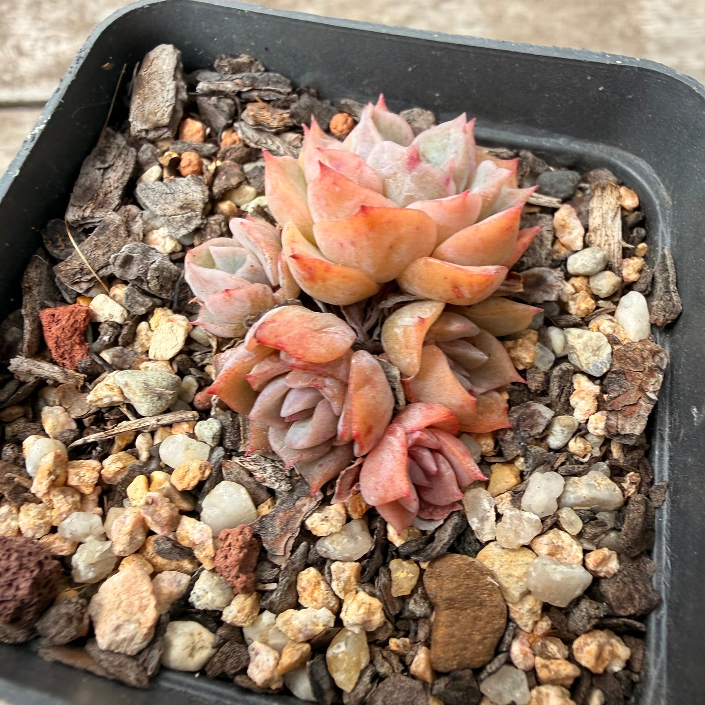 1603 Echeveria 'April' (Clump)