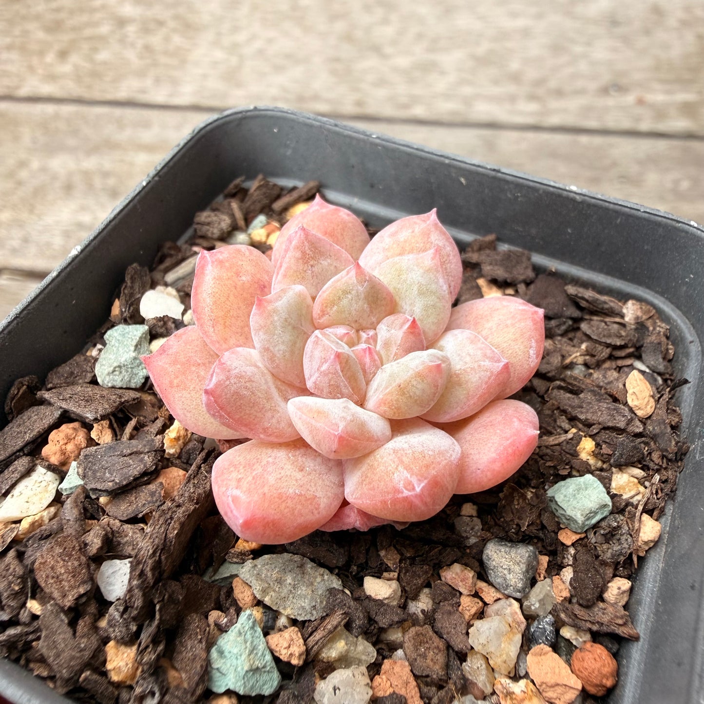 1603 Echeveria 'Baby Jenny'