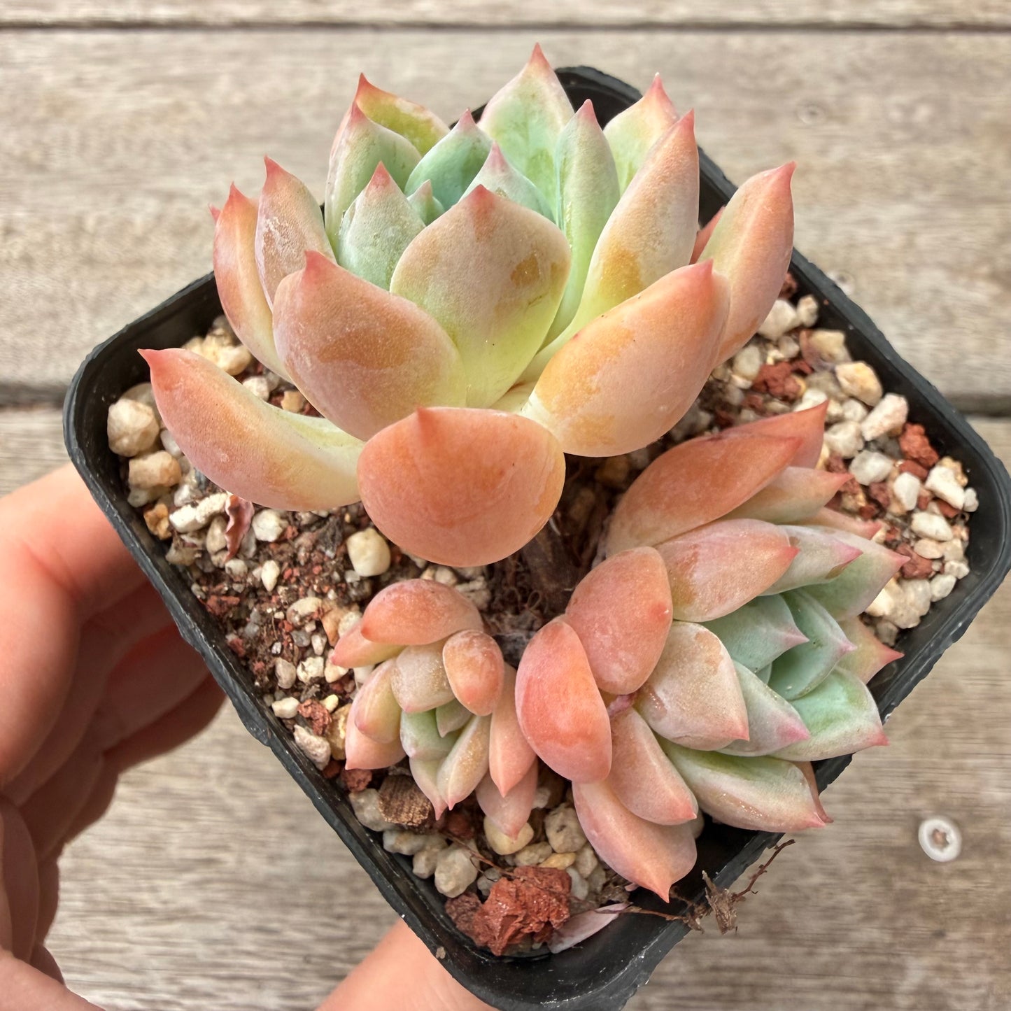1603 Echeveria 'Lena'