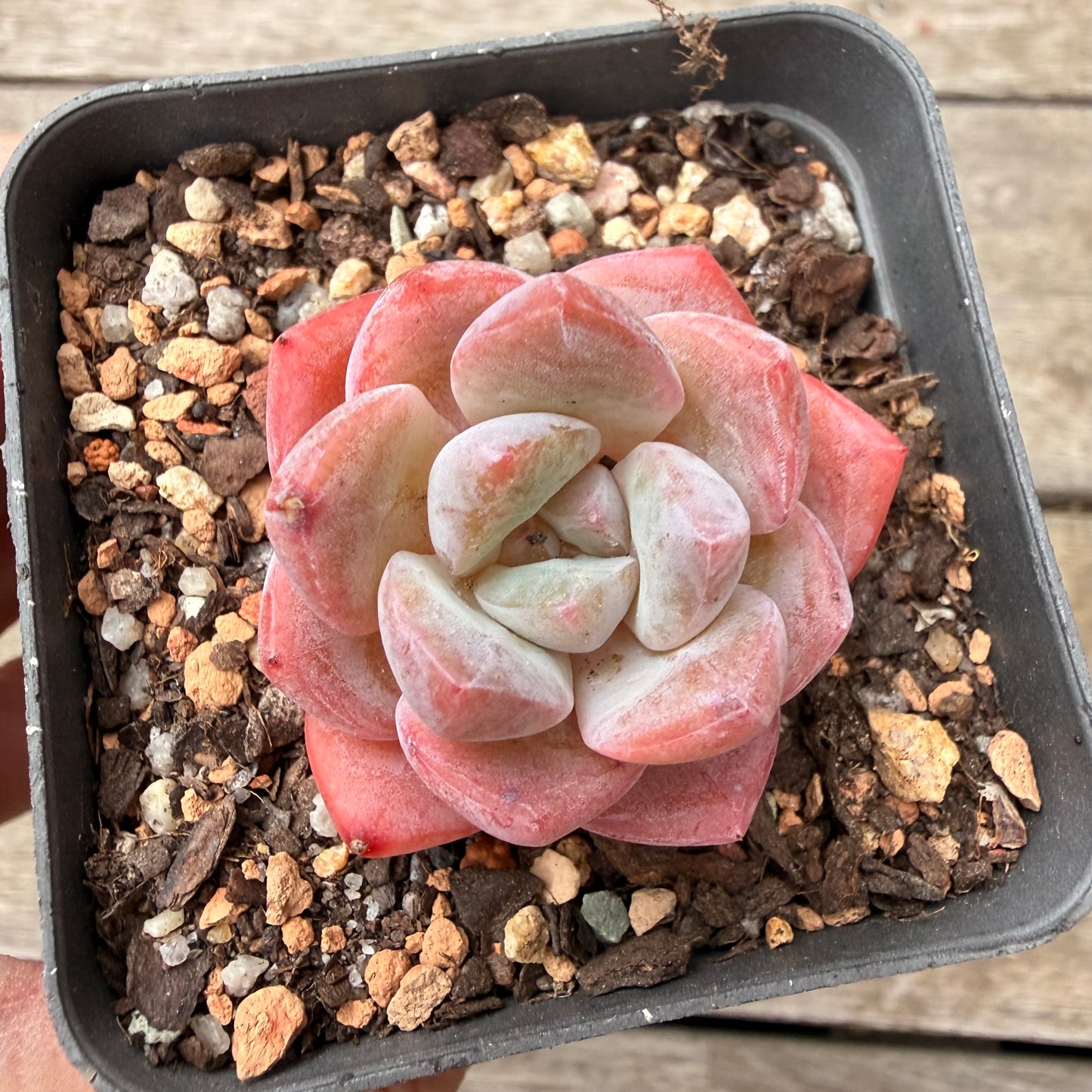 1603 Echeveria 'Sakura'