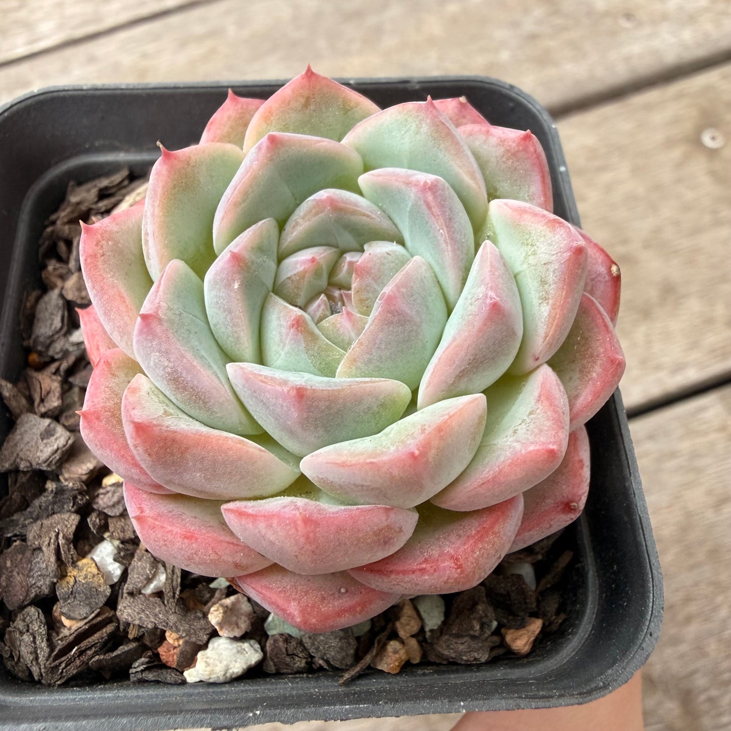 1603 Echeveria 'White Dancer'