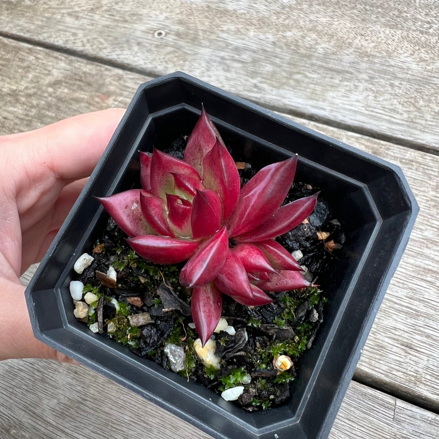 1604 Echeveria Cayenne (small)