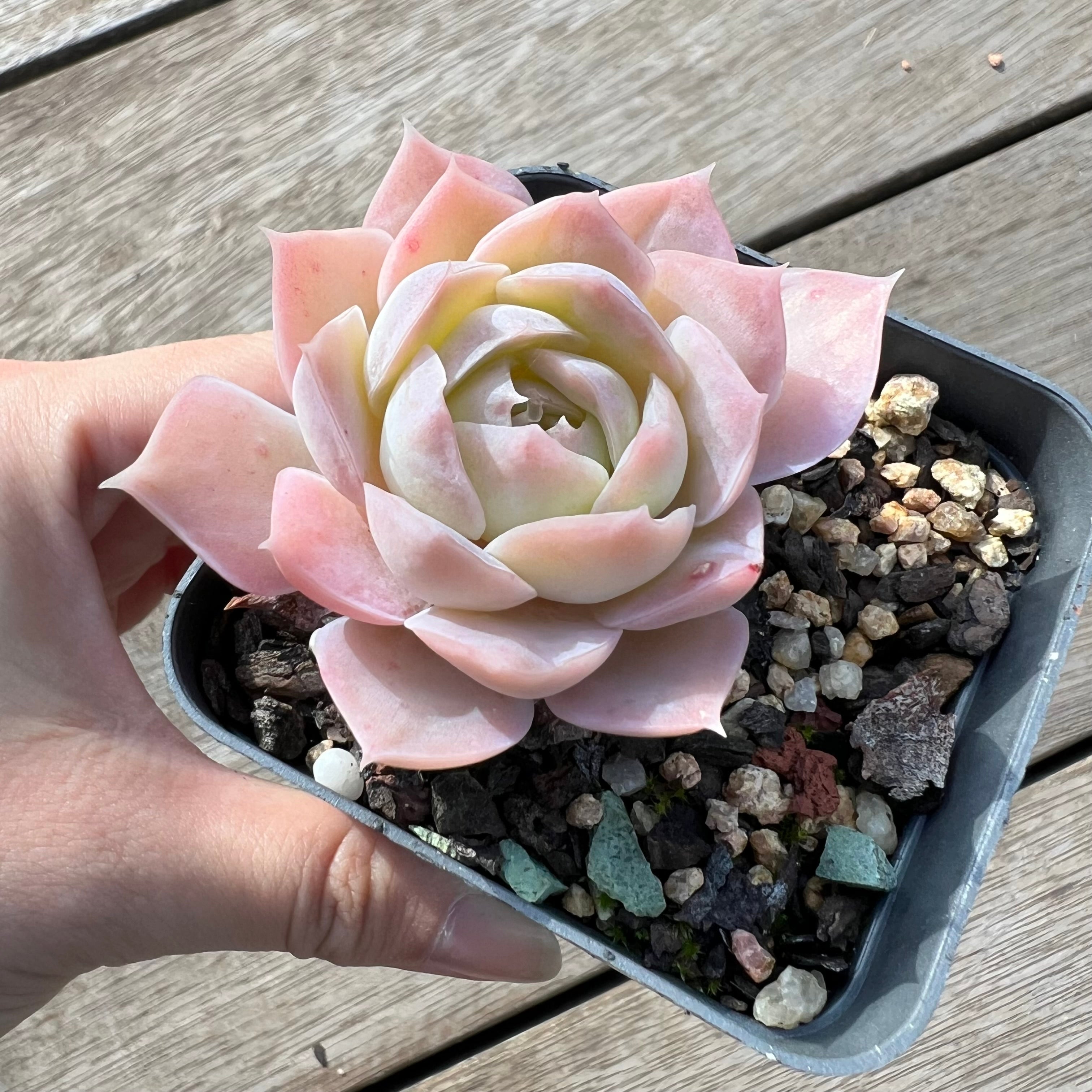 pale pink succulent 1604 Echeveria Pink Elegans – Bella Succulent Garden