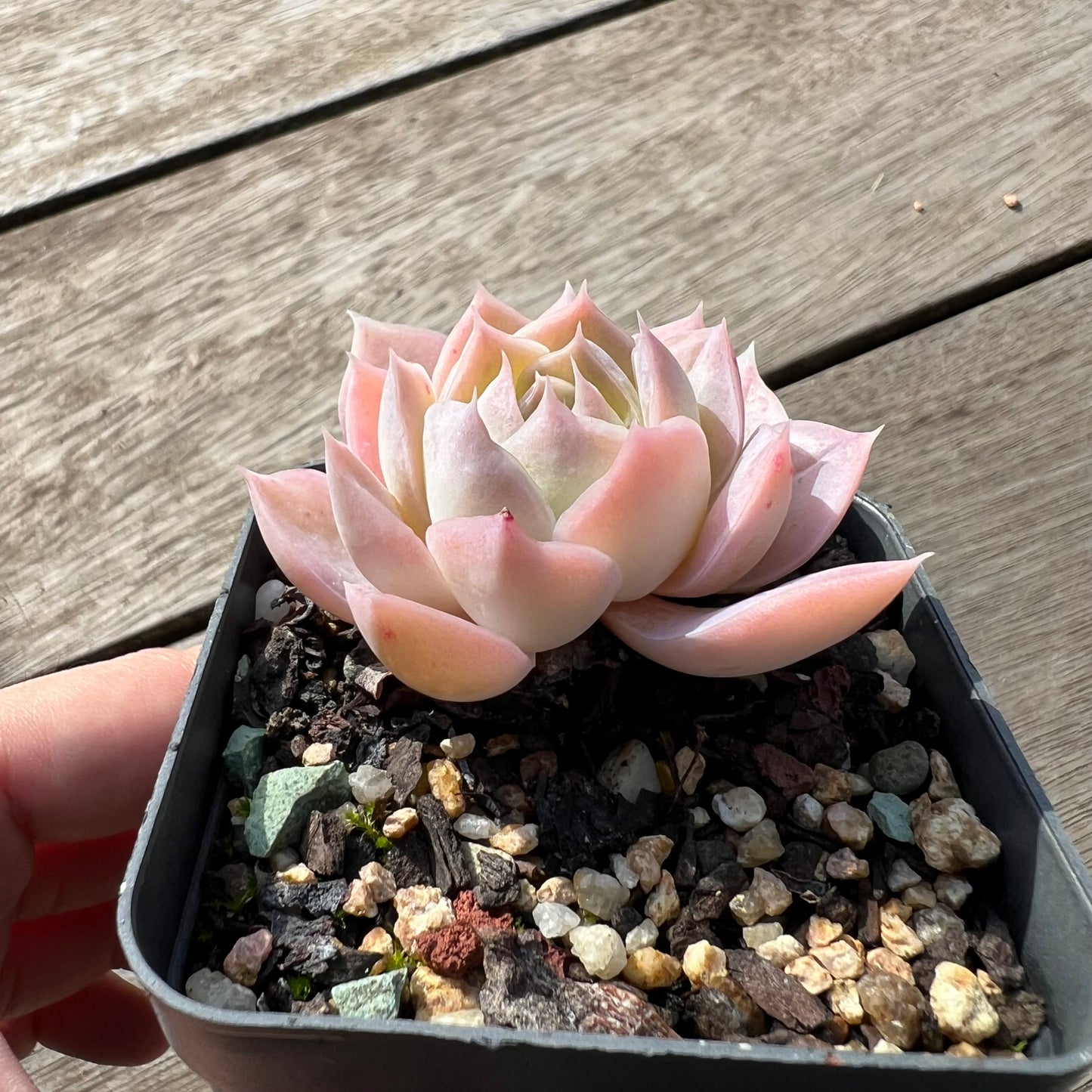 1604 Echeveria Pink Elegans