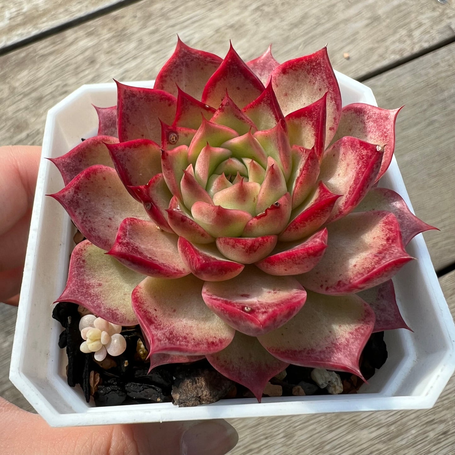 1604 Echeveria 'Queen Red'