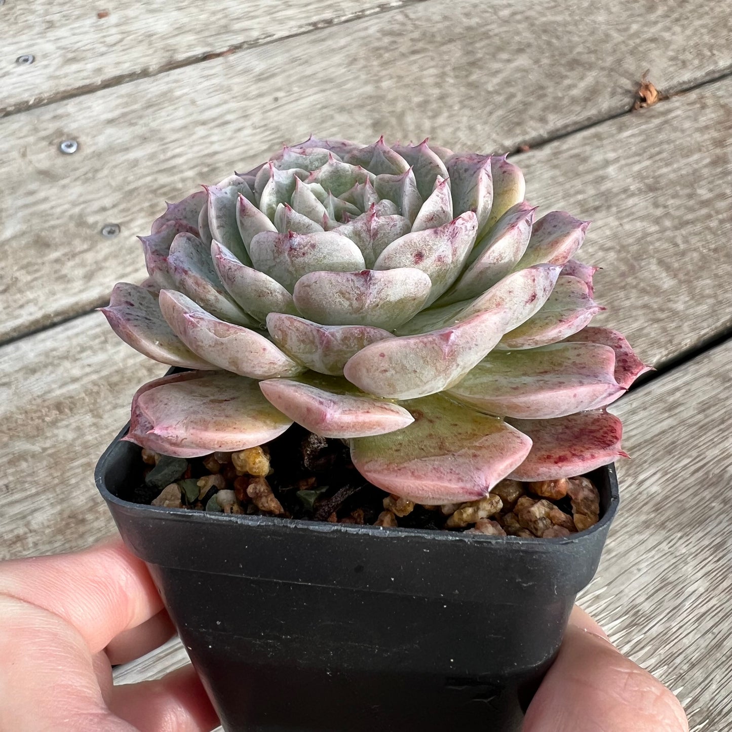 1604 Echeveria 'Lumi'