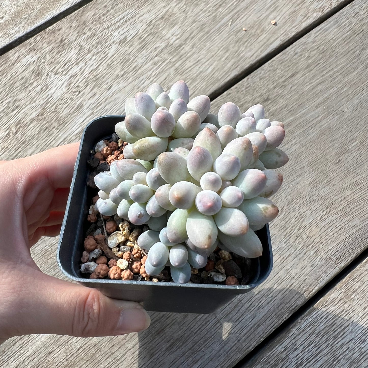 1604 Pachythytum Baby Finger