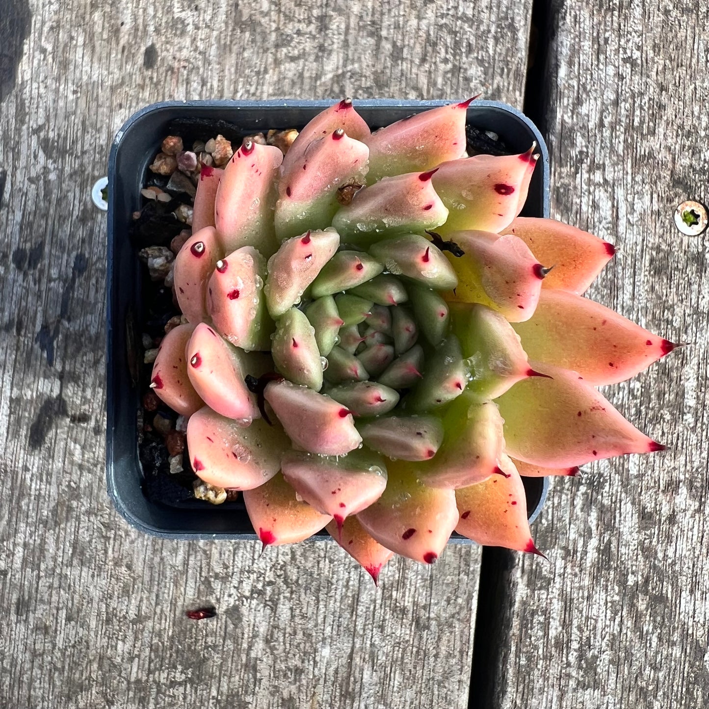 1607 Echeveria Agavoides x Malgan 'Pumpkin'