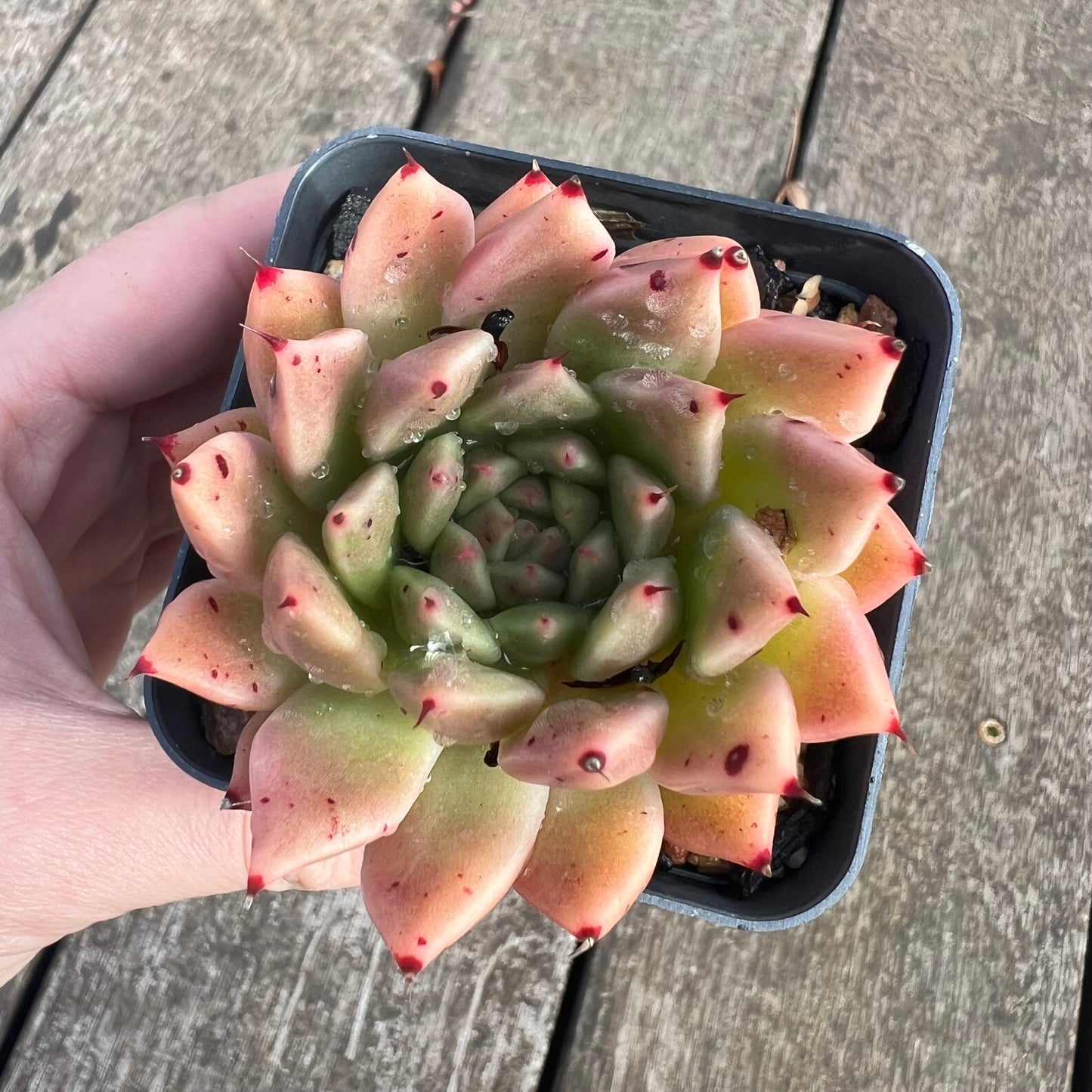 1607 Echeveria Agavoides x Malgan 'Pumpkin'