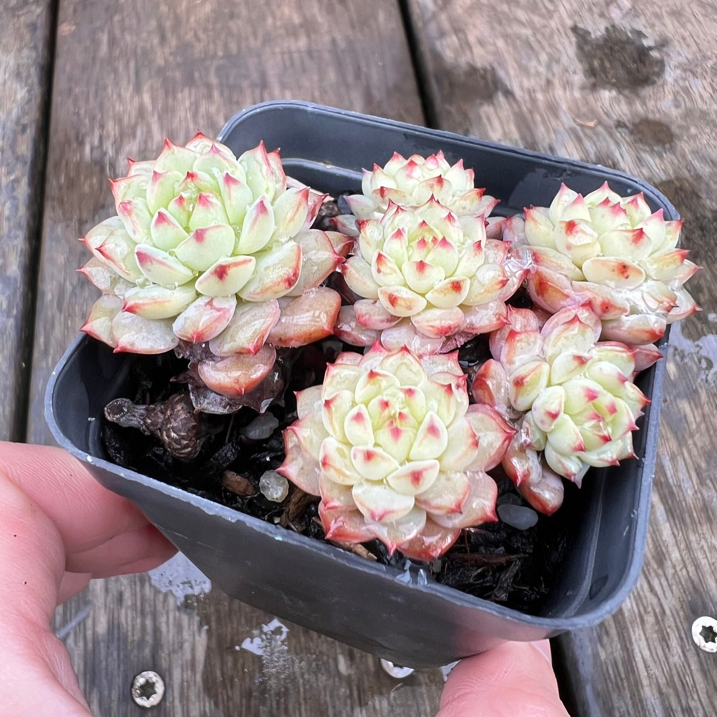 1607 Echeveria Panda Face aka Emerald Tips(clump)