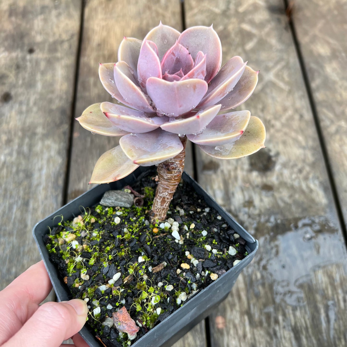 1607 Echeveria 'Perle Von Nurnberg'