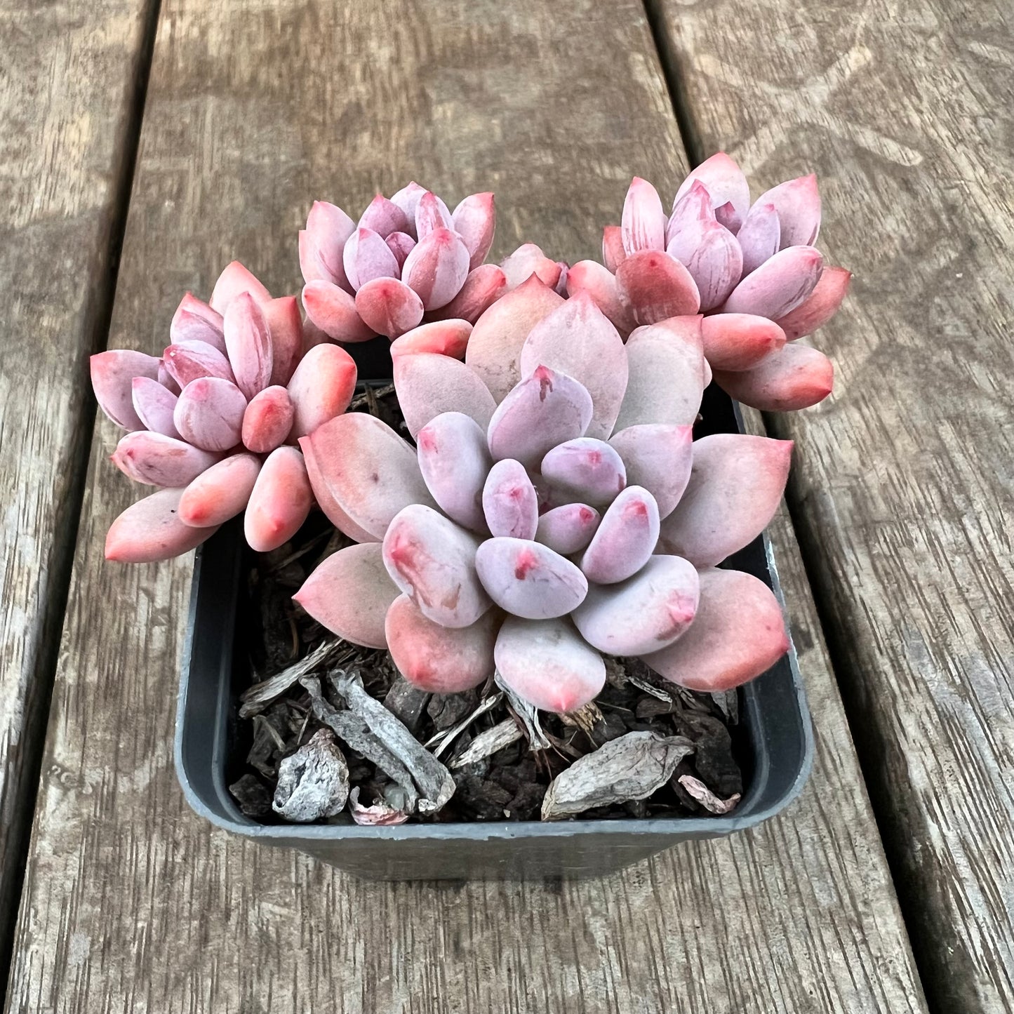 1607 Pachyveria Virgo (multi)