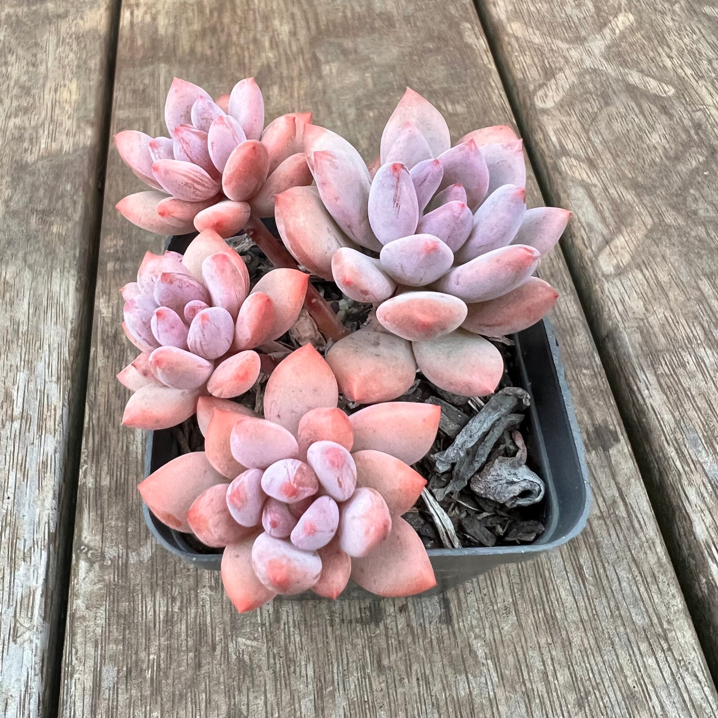 1607 Pachyveria Virgo (multi)