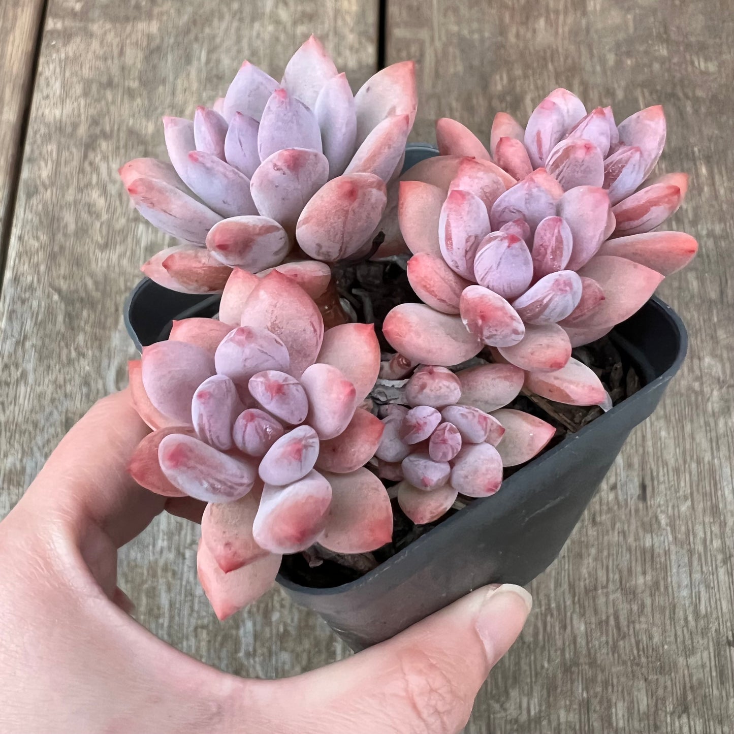 1607 Pachyveria Virgo (multi)