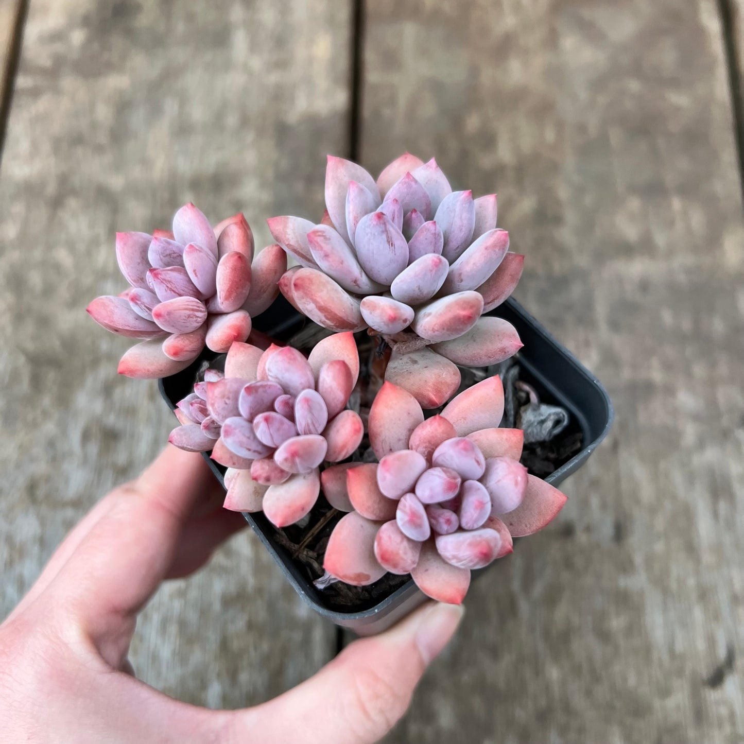 1607 Pachyveria Virgo (multi)