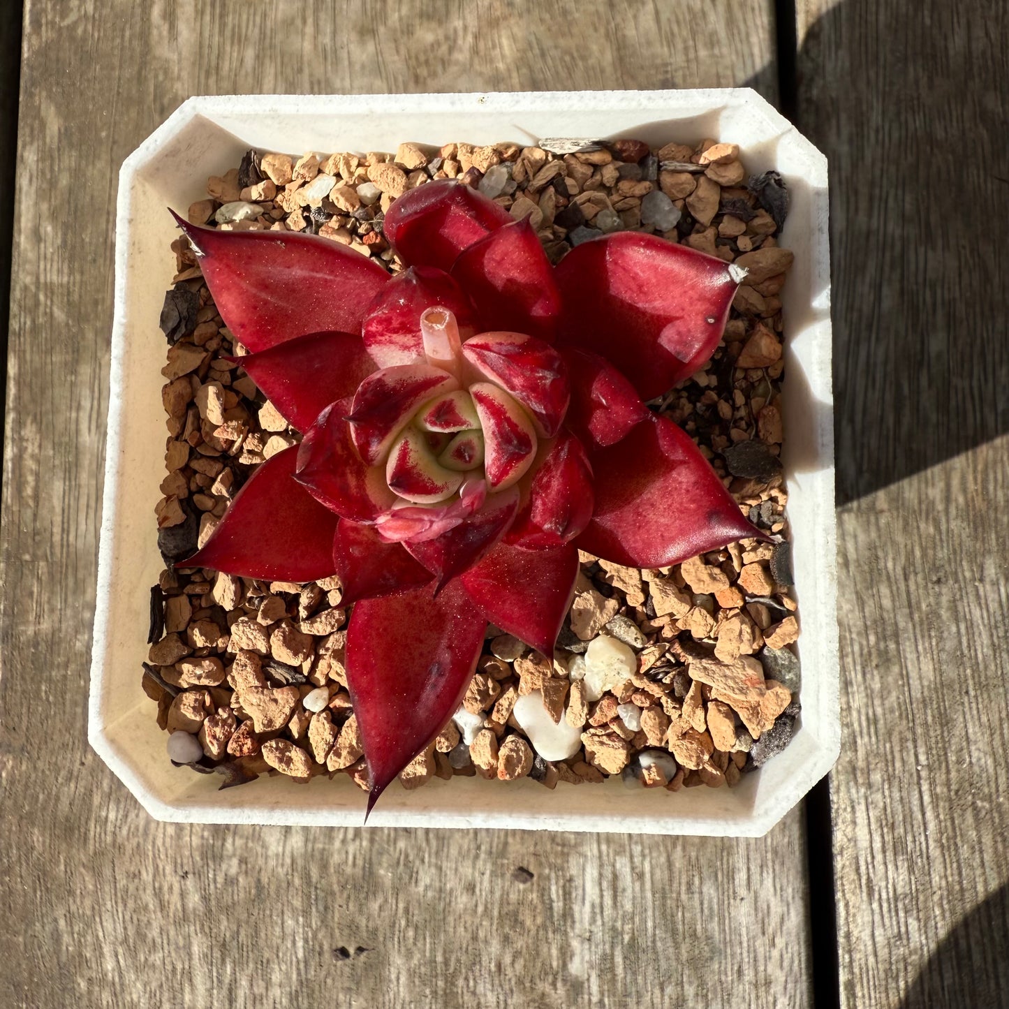 1609 Echeveria Cayenne