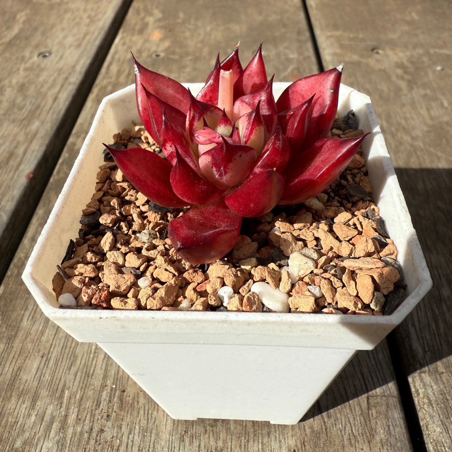 1609 Echeveria Cayenne