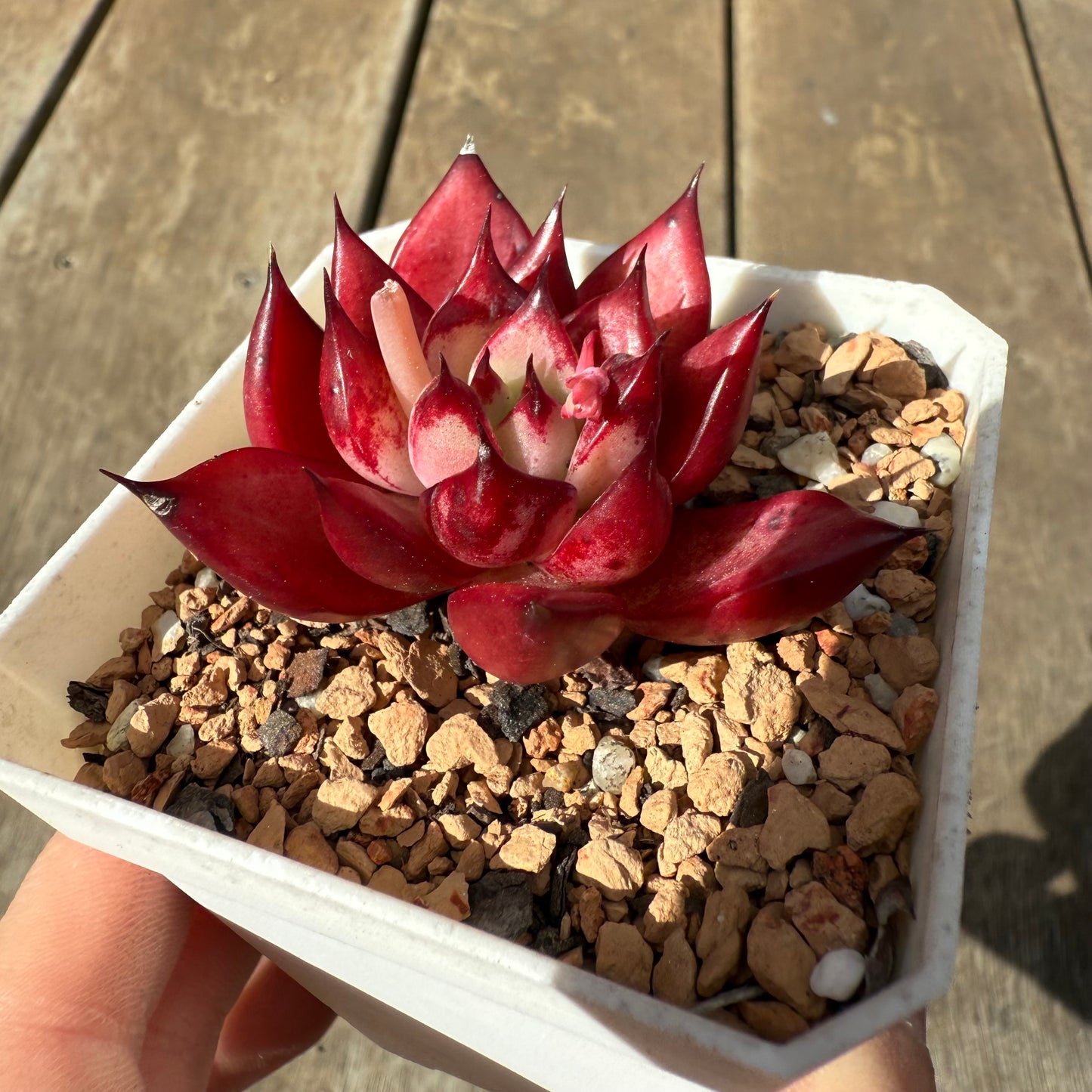 1609 Echeveria Cayenne