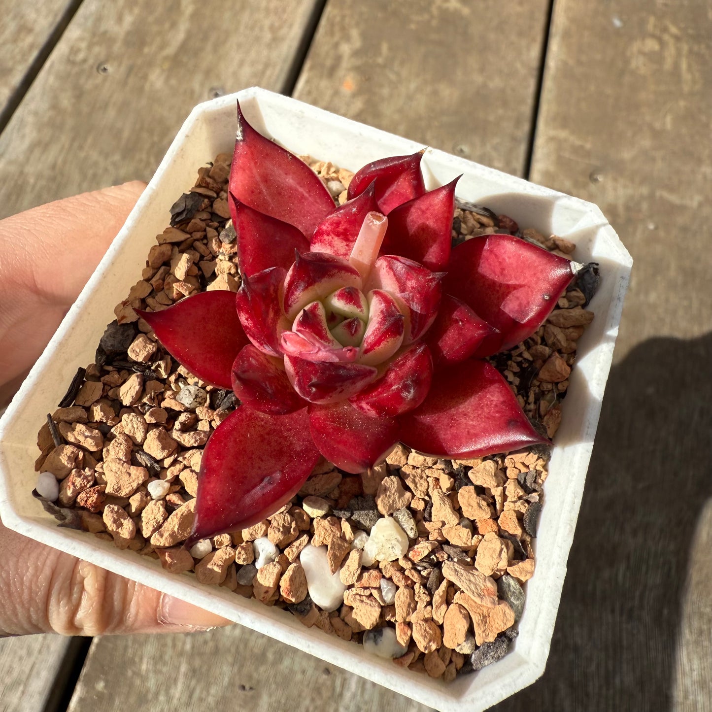 1609 Echeveria Cayenne