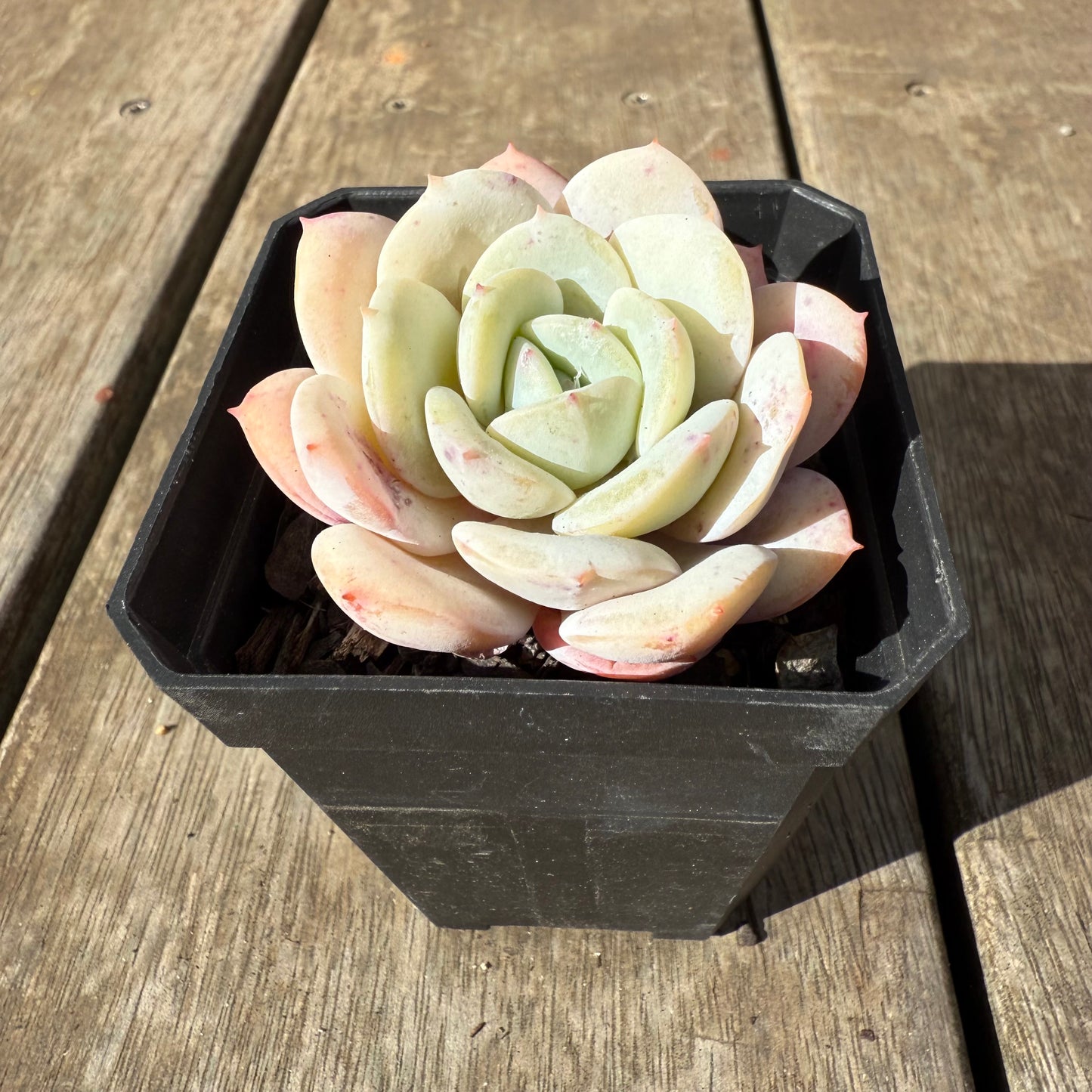 1609 Echeveria Derlu