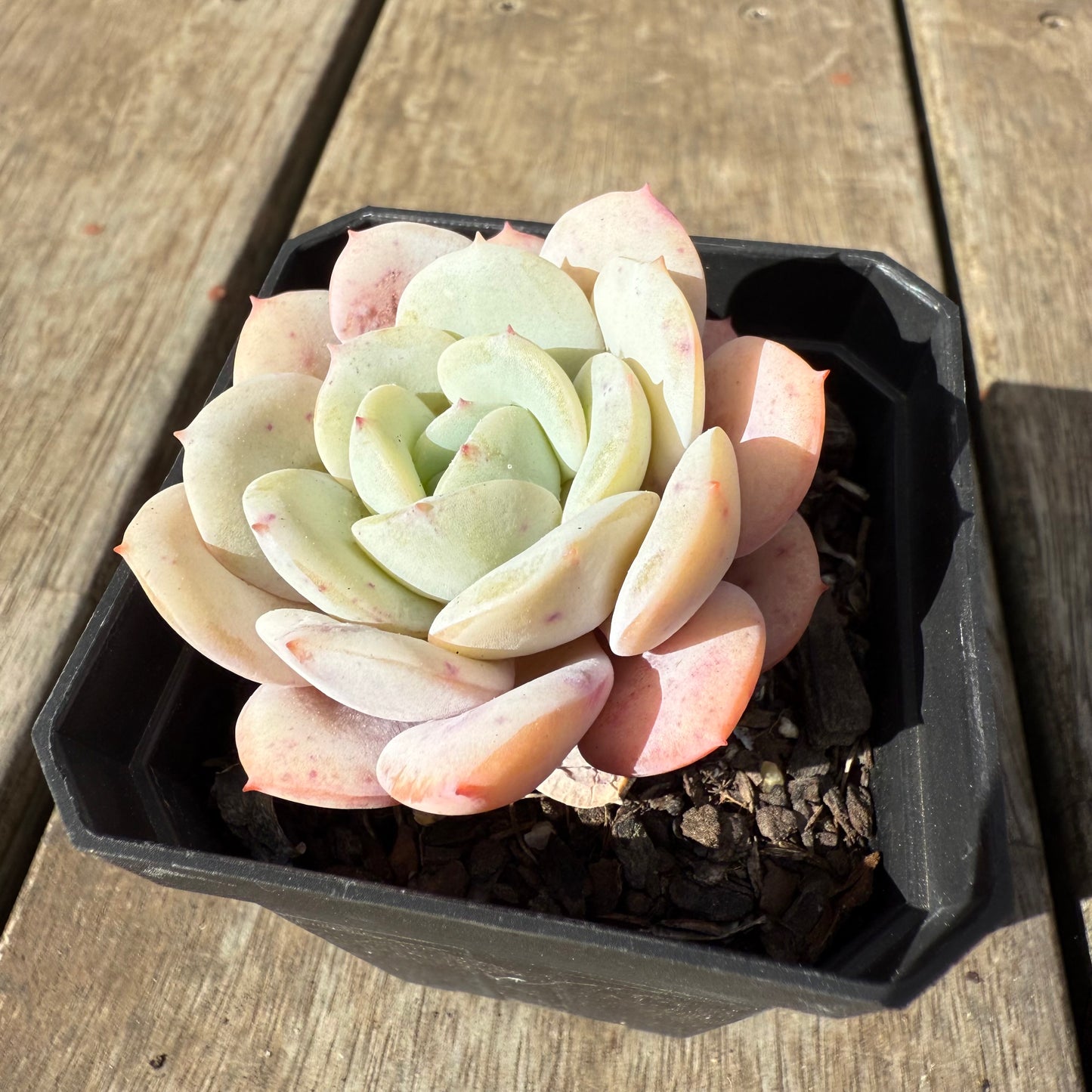 1609 Echeveria Derlu