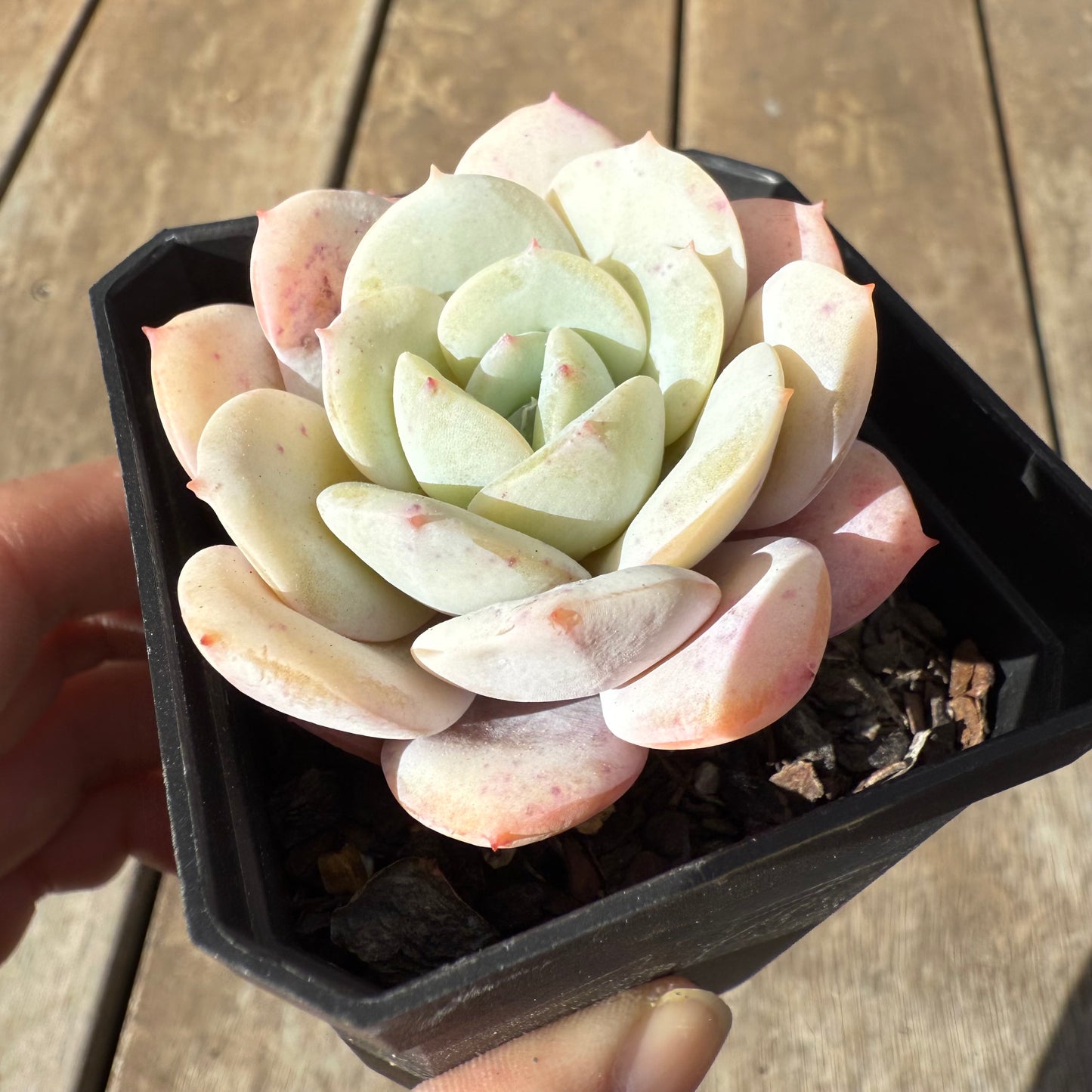 1609 Echeveria Derlu