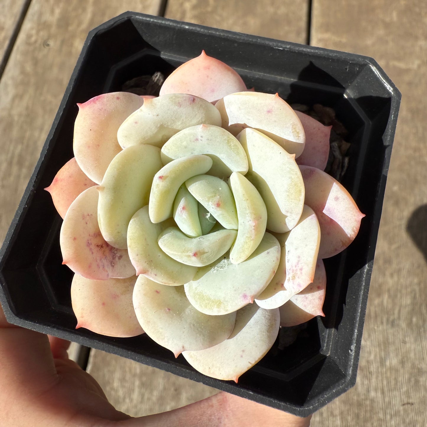 1609 Echeveria Derlu