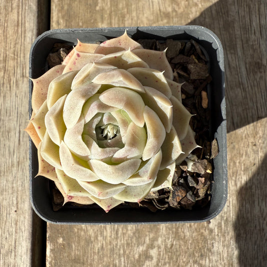1609 Echeveria Lilo