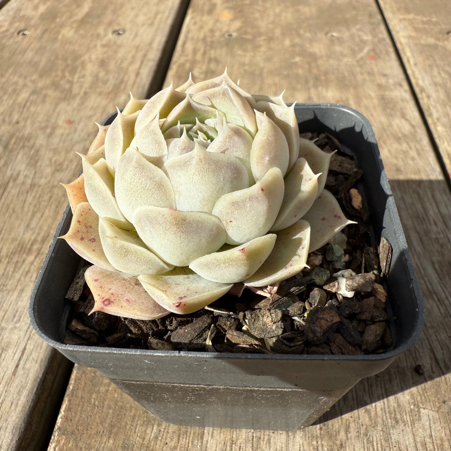 1609 Echeveria Lilo