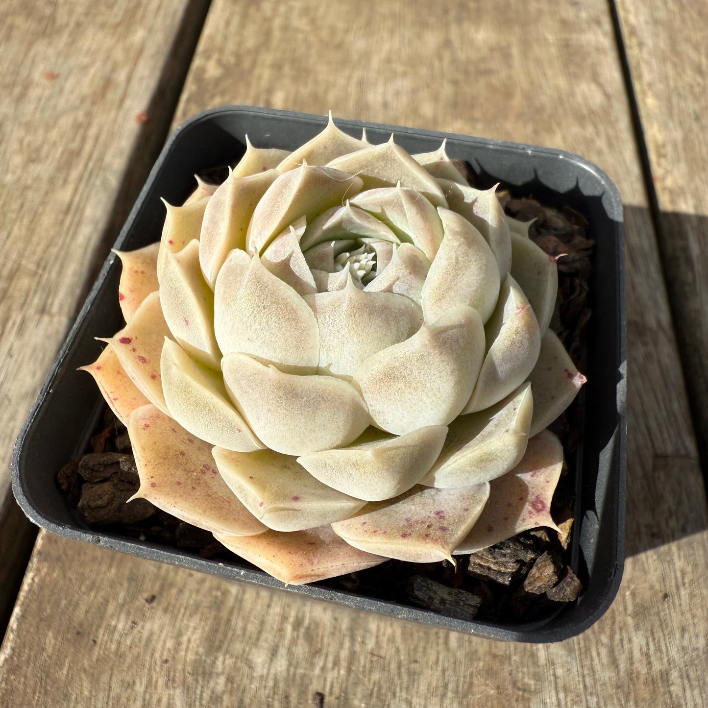 1609 Echeveria Lilo