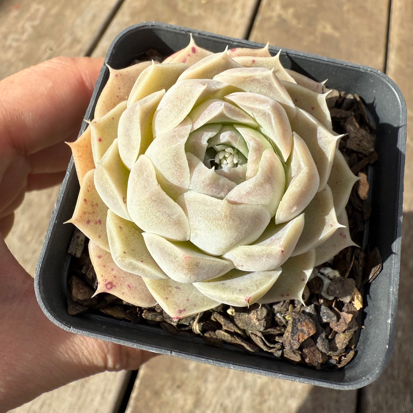 1609 Echeveria Lilo