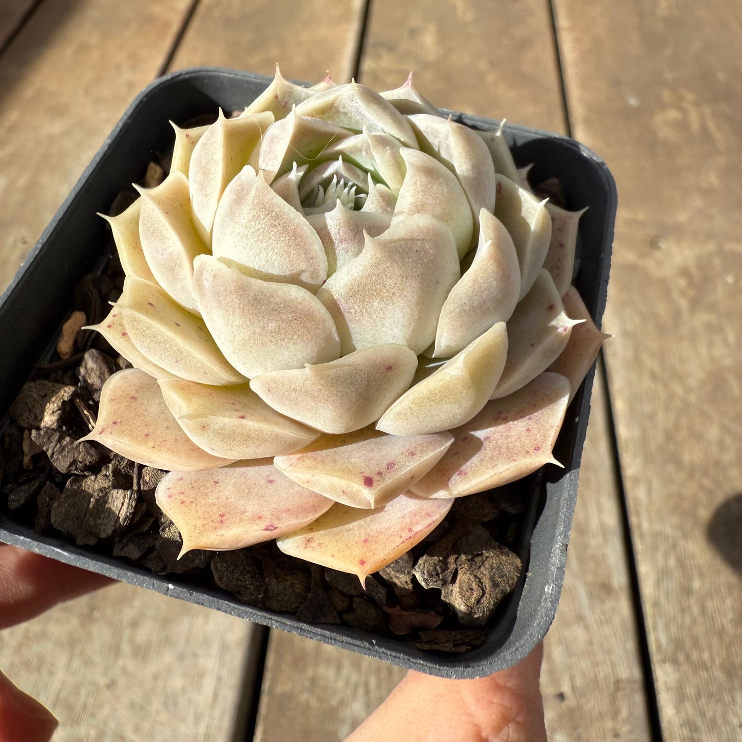 1609 Echeveria Lilo